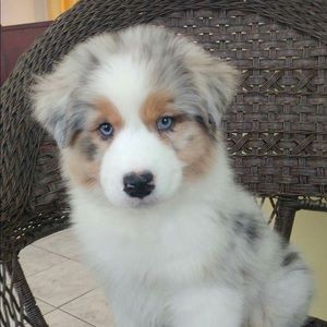 Meet your Posher, Sophie